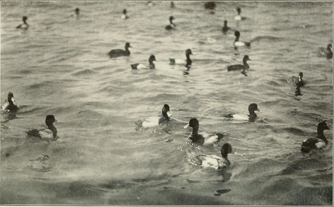 People swimming in a lake